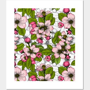 Apple blossom on  white Posters and Art